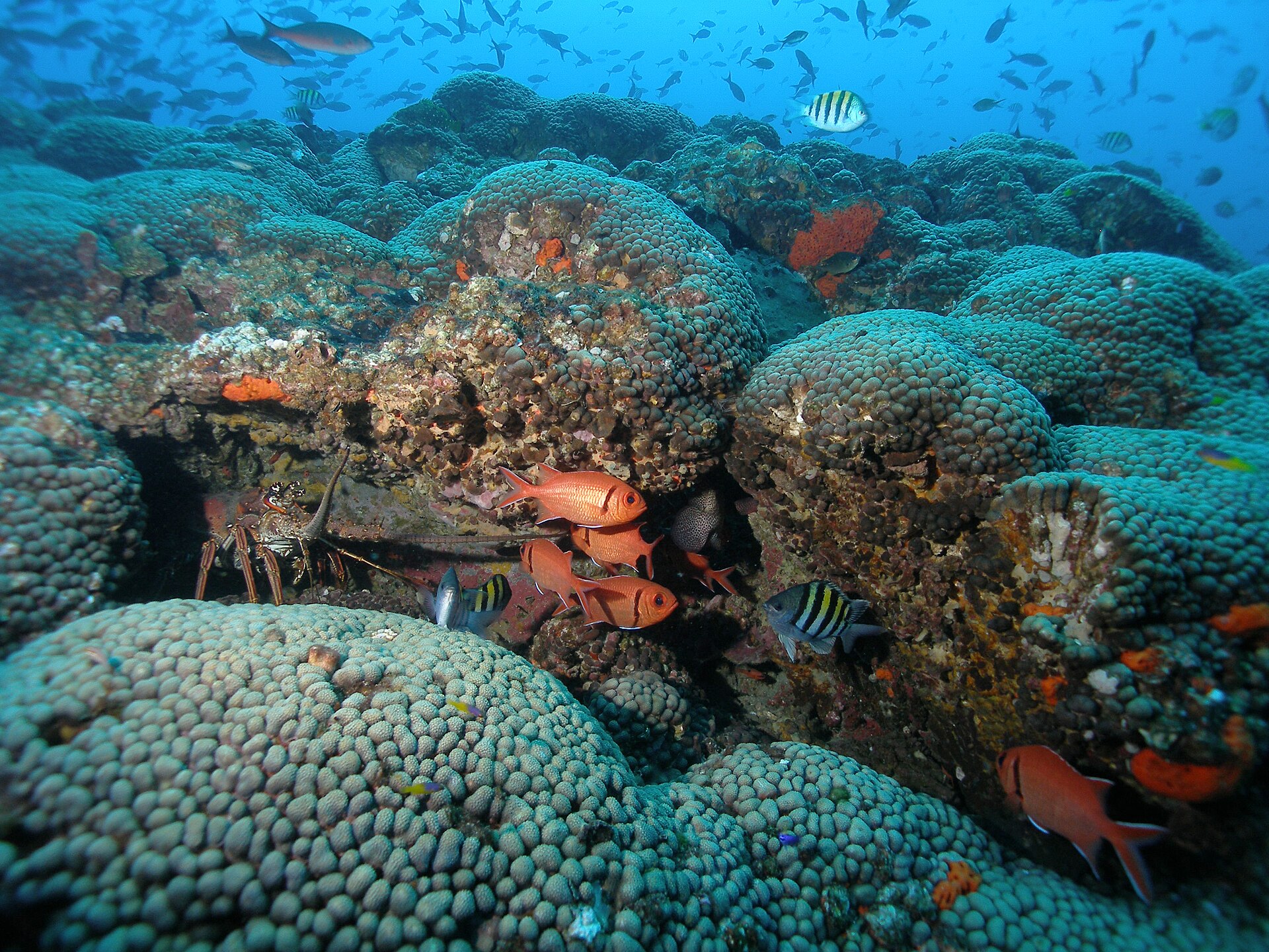 Healthy coral reef with brain corals